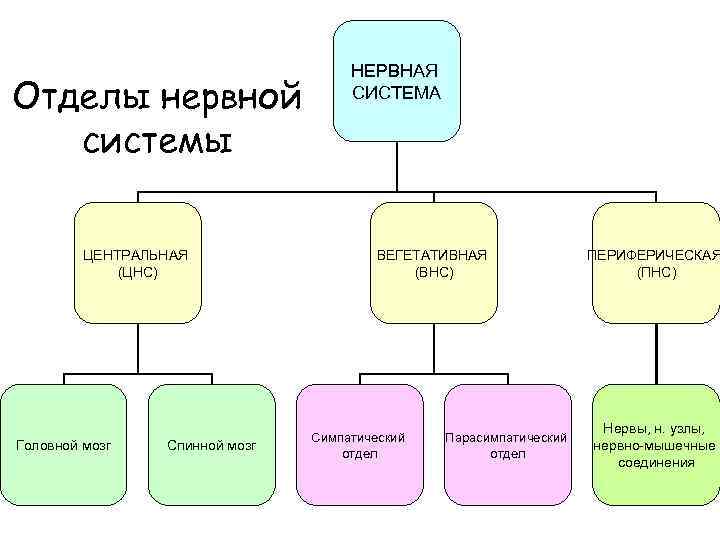 Отделы нервной системы ЦЕНТРАЛЬНАЯ (ЦНС) Головной мозг Спинной мозг НЕРВНАЯ СИСТЕМА ВЕГЕТАТИВНАЯ (ВНС) Симпатический