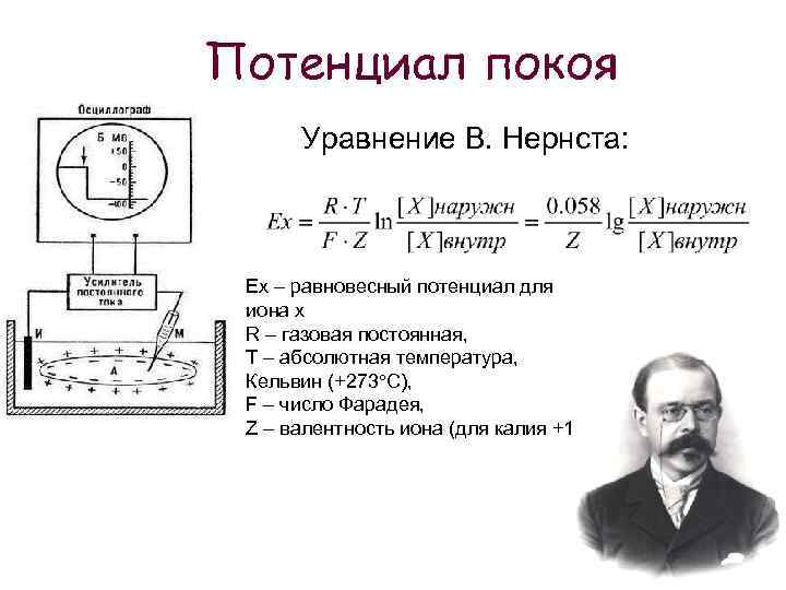 Потенциал покоя Уравнение В. Нернста: Ex – равновесный потенциал для иона х R –