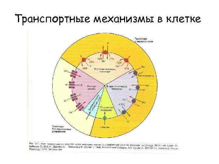 Транспортные механизмы в клетке 