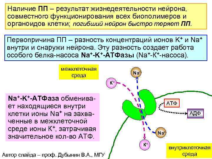 Наличие ПП – результат жизнедеятельности нейрона, совместного функционирования всех биополимеров и органоидов клетки; погибший