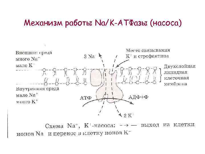 Механизм работы Na/K-АТФазы (насоса) 