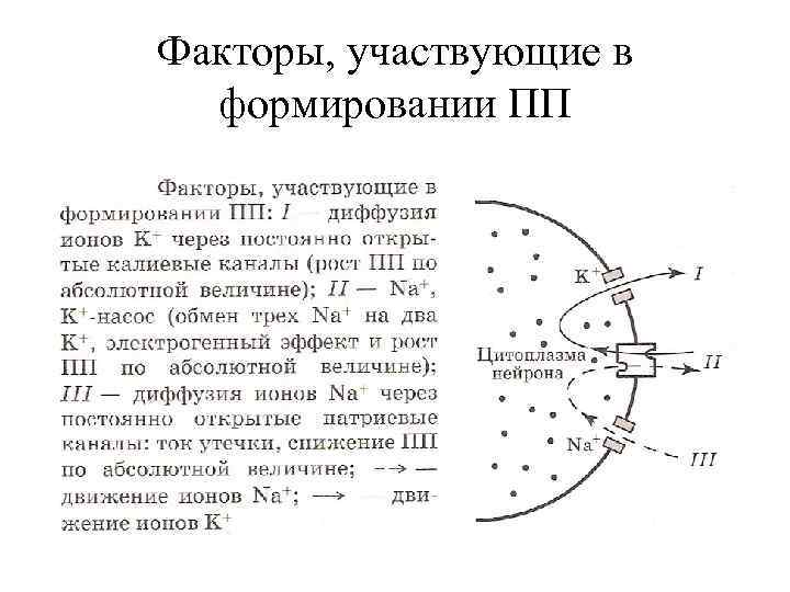 Факторы, участвующие в формировании ПП 