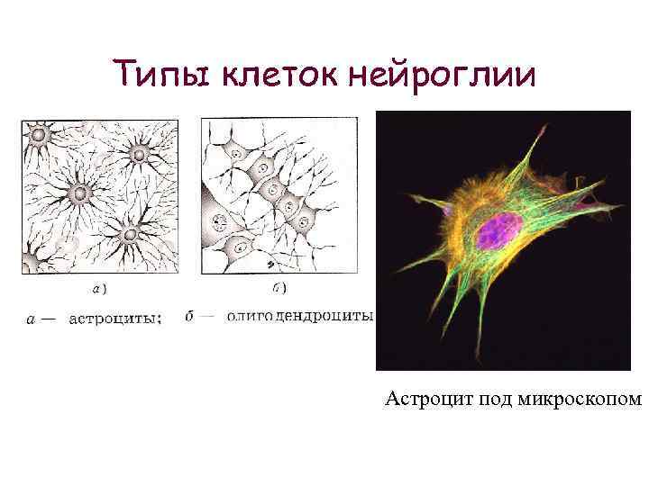 Типы клеток нейроглии Астроцит под микроскопом 