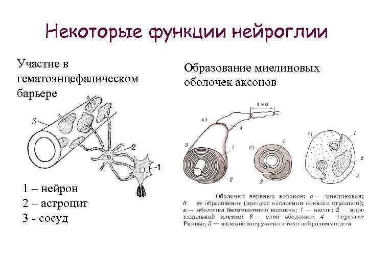 Некоторые функции нейроглии Участие в гематоэнцефалическом барьере 1 – нейрон 2 – астроцит 3