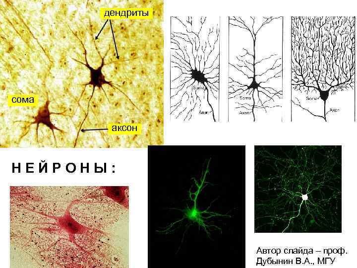 дендриты сома аксон НЕЙРОНЫ: Автор слайда – проф. Дубынин В. А. , МГУ 