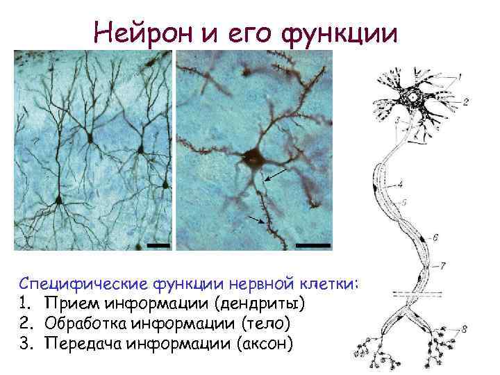 Нейрон и его функции Специфические функции нервной клетки: 1. Прием информации (дендриты) 2. Обработка