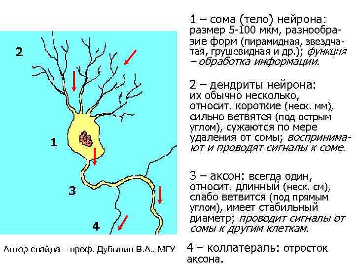 1 – сома (тело) нейрона: размер 5 -100 мкм, разнообразие форм (пирамидная, звездчатая, грушевидная