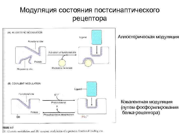 Модуляция состояния постсинаптического рецептора Аллостерическая модуляция Ковалентная модуляция (путем фосфорилирования белка-рецептора) 