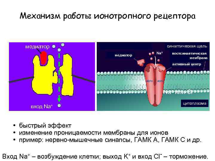 Механизм работы ионотропного рецептора медиатор синаптическая щель медиатор постсинаптическая мембрана активный центр Na+ или