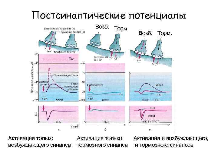 Постсинаптические потенциалы Возб. Торм. Активация только возбуждающего синапса Активация только тормозного синапса Возб. Торм.