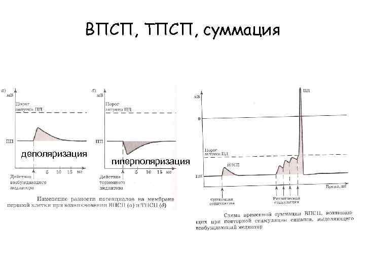 ВПСП, ТПСП, суммация деполяризация гиперполяризация 