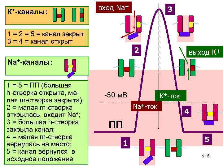 К+-каналы: вход Na+ 3 1 = 2 = 5 = канал закрыт 3 =