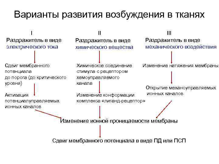 Варианты развития возбуждения в тканях I Раздражитель в виде электрического тока II Раздражитель в