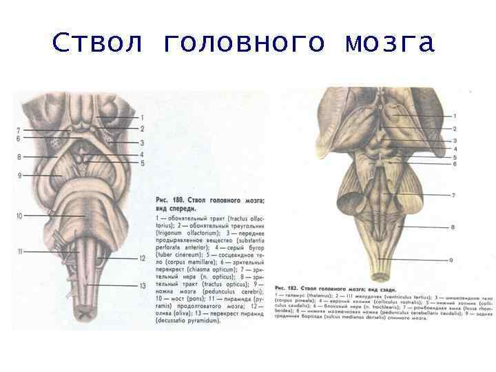 Ствол мозга рисунок