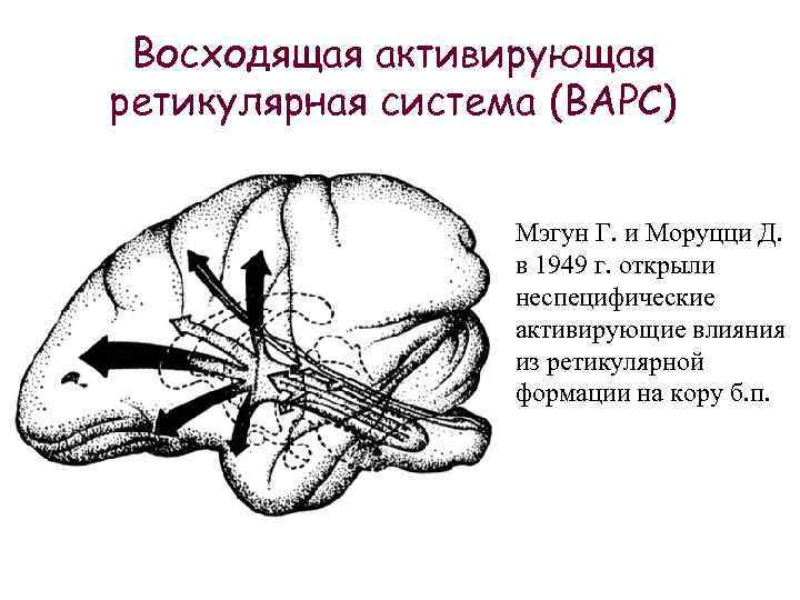 Восходящая активирующая ретикулярная система (ВАРС) Мэгун Г. и Моруцци Д. в 1949 г. открыли