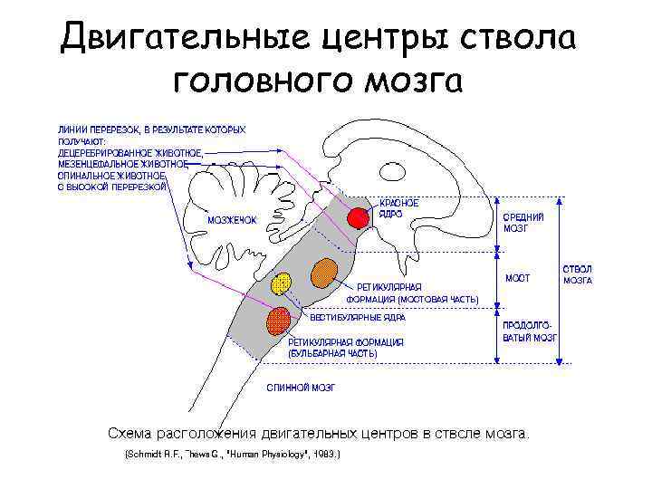 Двигательные центры ствола головного мозга 