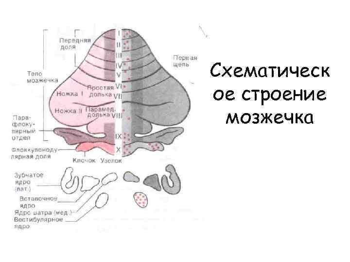 Схематическ ое строение мозжечка 