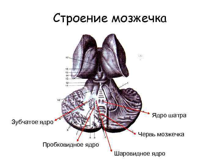 Строение мозжечка Ядро шатра Зубчатое ядро Червь мозжечка Пробковидное ядро Шаровидное ядро 