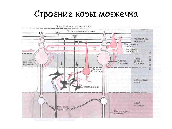 Строение коры мозжечка 