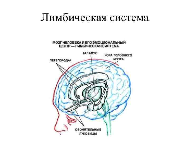 Лимбическая система картинки