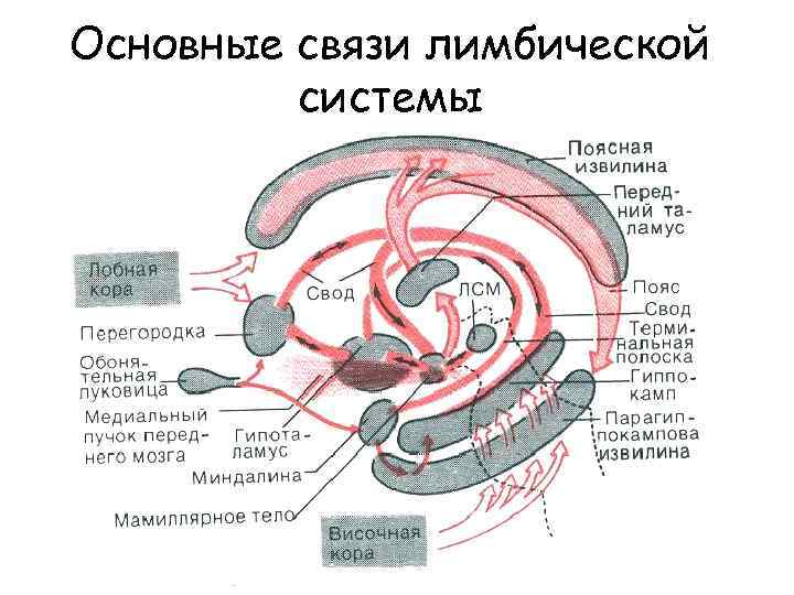 Схема лимбической системы