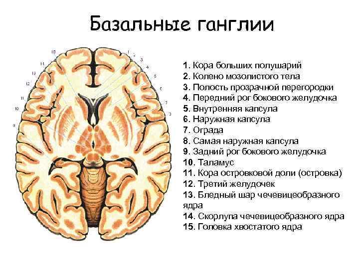 Базальные ганглии мозга. Подкорковые ганглии головного мозга. Базальные ганглии головного мозга анатомия. Хвостатое ядро мозга строение. Базальные ганглии конечного мозга.