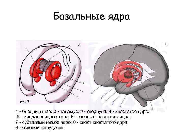 Схема базальных ядер головного мозга