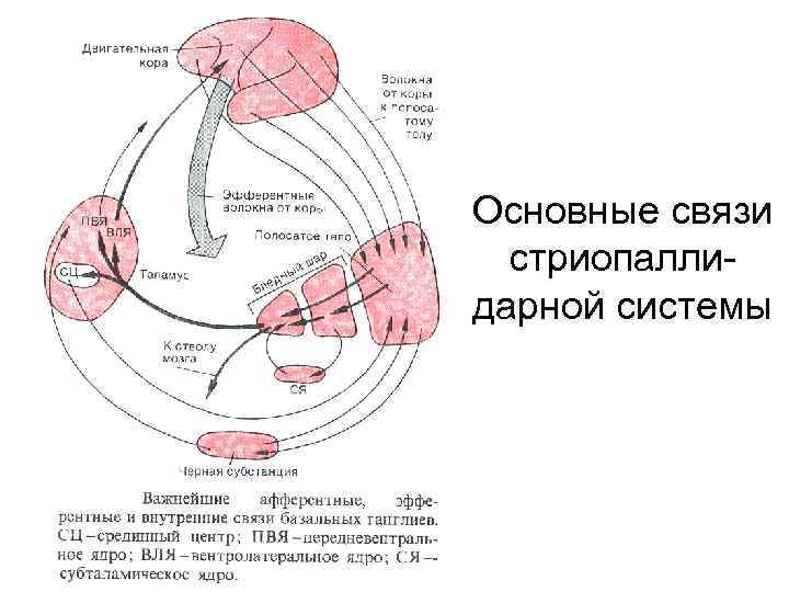 Схема стриопаллидарной системы