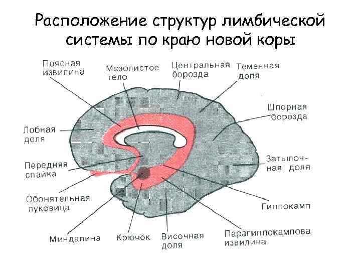 Между какими структурами. Лимбическая система головного мозга строение. Лимбическая система головного мозга схема. Схема лимбической системы мозга. Структуры мозга входящие в состав лимбической системы.