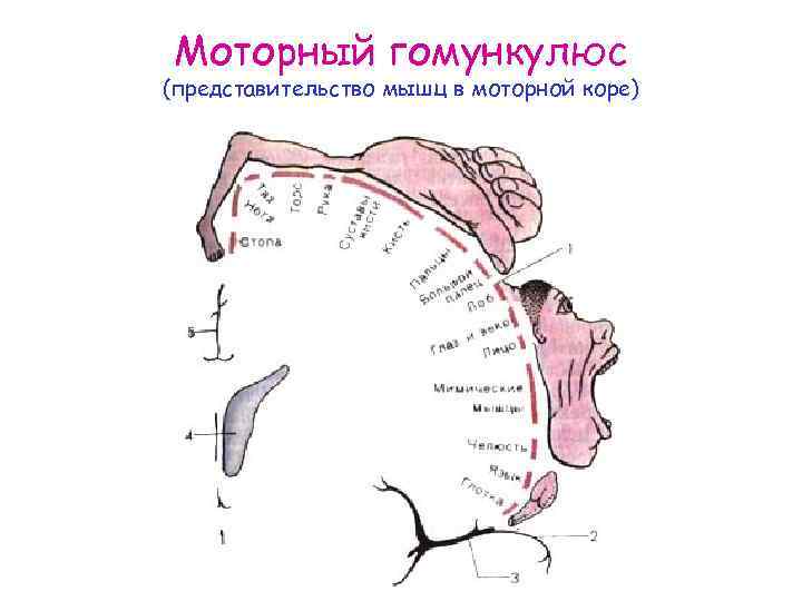 Моторный гомункулюс (представительство мышц в моторной коре) 