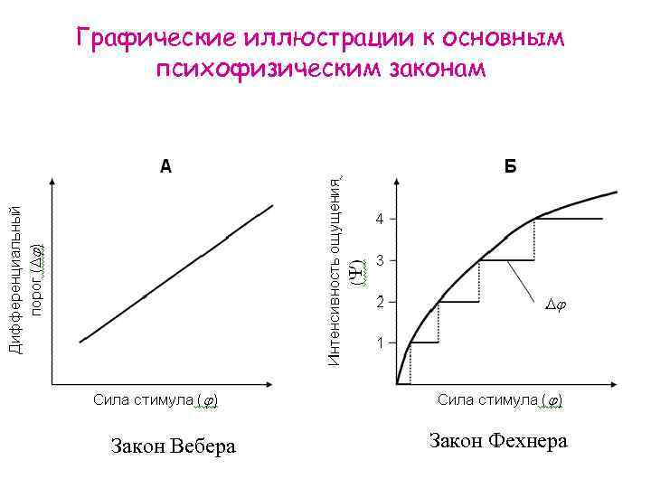 Графические иллюстрации к основным психофизическим законам Закон Вебера Закон Фехнера 