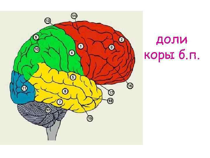 Нарисуйте схему коры больших полушарий и укажите участки составляющие мозговую основу речи