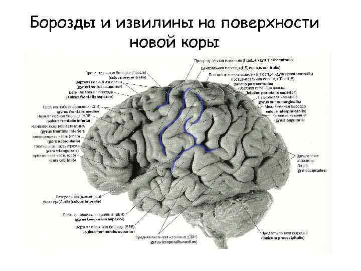 Борозды и извилины на поверхности новой коры 