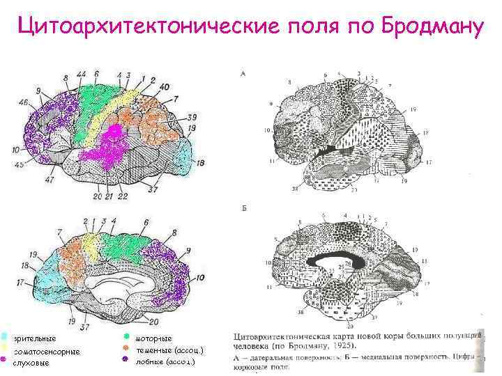 Поля по бродману картинка