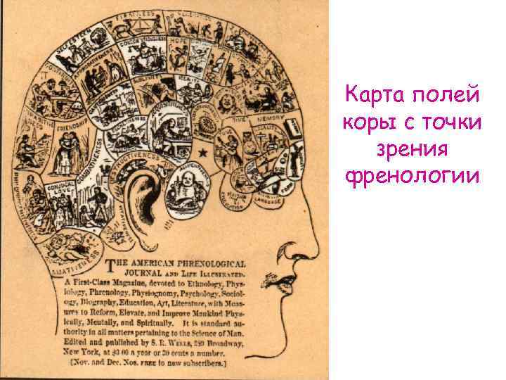 Карта полей коры с точки зрения френологии 