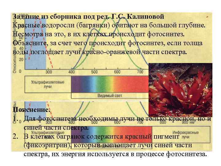 Задание из сборника под ред. Г. С. Калиновой Красные водоросли (багрянки) обитают на большой