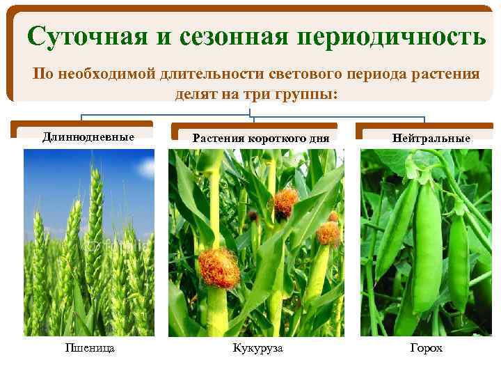 Суточная и сезонная периодичность По необходимой длительности светового периода растения делят на три группы: