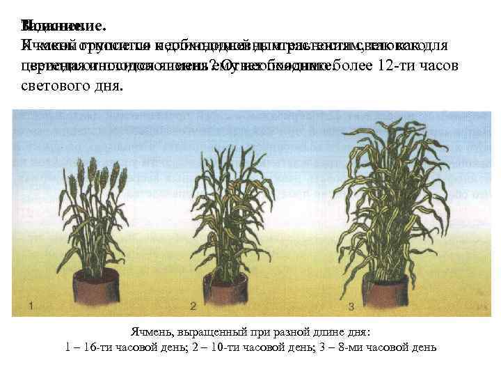 Задание. Пояснение. К какой группе по необходимой длительности светового Ячмень относится к длиннодневным растениям,