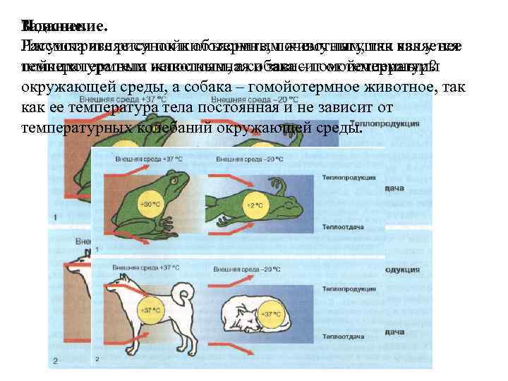 Задание. Пояснение. Рассмотрите рисунок и объясните, почему лягушка является Лягушка является пойкилотермным животным, так