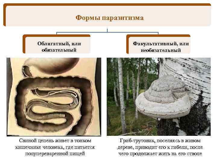 Формы паразитизма Облигатный, или обязательный Свиной цепень живет в тонком кишечнике человека, где питается