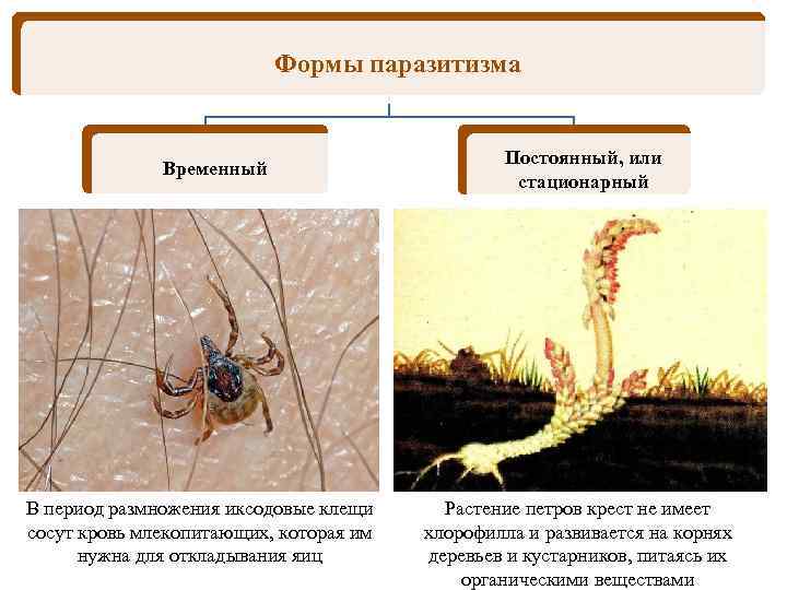 Формы паразитизма Временный В период размножения иксодовые клещи сосут кровь млекопитающих, которая им нужна