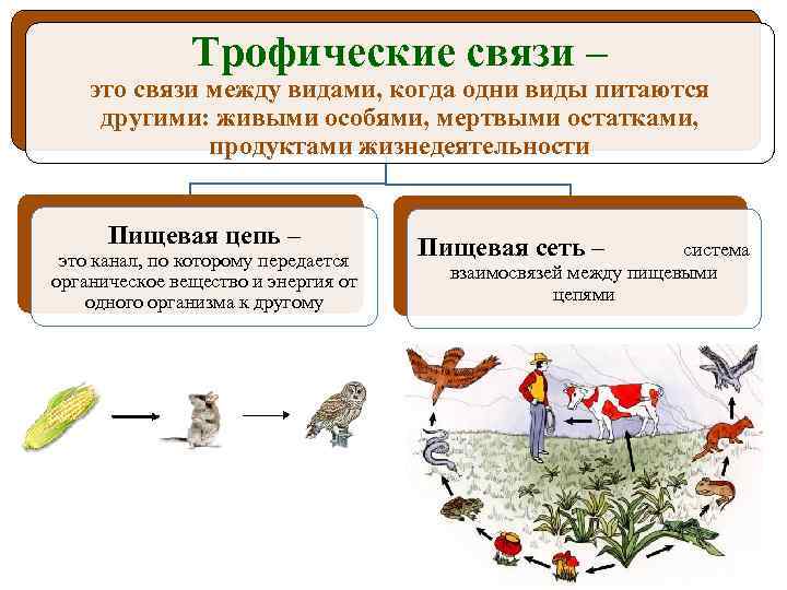 Трофические связи – это связи между видами, когда одни виды питаются другими: живыми особями,