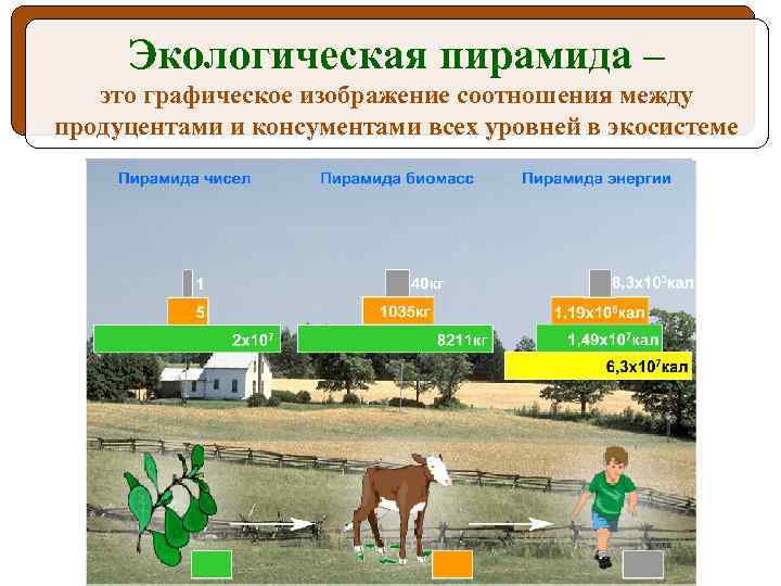 Экологическая пирамида – это графическое изображение соотношения между продуцентами и консументами всех уровней в