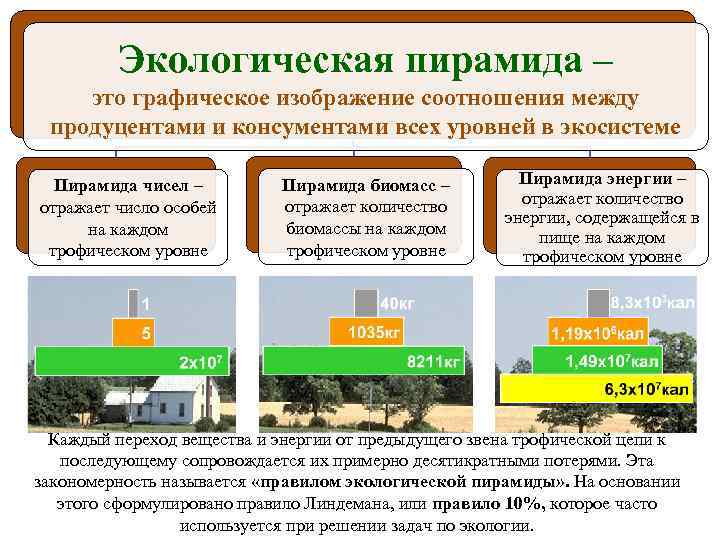 Экологическая пирамида – это графическое изображение соотношения между продуцентами и консументами всех уровней в