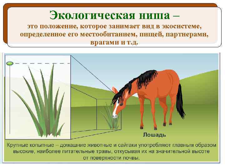 Экологическая ниша – это положение, которое занимает вид в экосистеме, определенное его местообитанием, пищей,