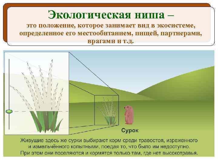 Экологическая ниша – это положение, которое занимает вид в экосистеме, определенное его местообитанием, пищей,