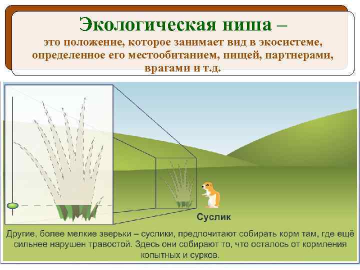 Экологическая ниша – это положение, которое занимает вид в экосистеме, определенное его местообитанием, пищей,