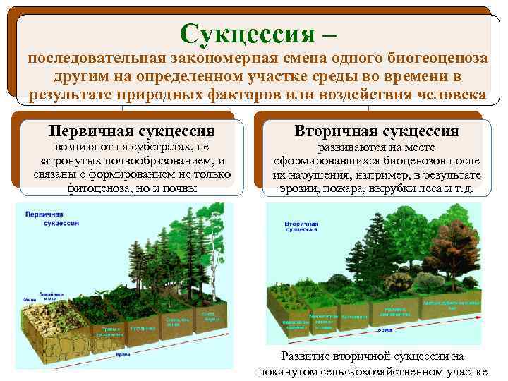 Сукцессия – последовательная закономерная смена одного биогеоценоза другим на определенном участке среды во времени