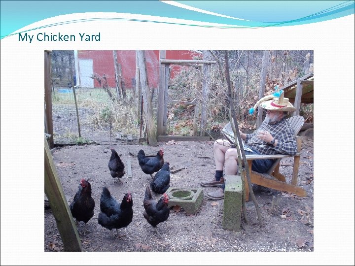 My Chicken Yard 