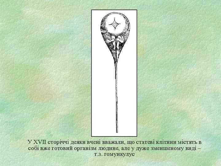 У XVII сторіччі деяки вчені вважали, що статеві клітини містять в собі вже готовий